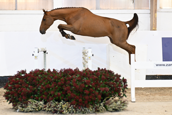 Young Horse Auction December 2024 - Explore the current collection